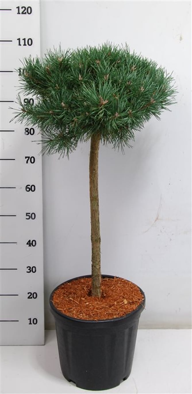 Pinus sylv. 'Martham' - 60 CM Stem C25